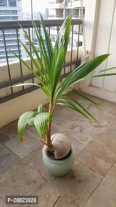 Baishnab  RC051 Coconut Plant-thumb0