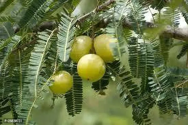 Baishnab  AMLA GRAGTING  AMLOKI PLANTS Amla Plant