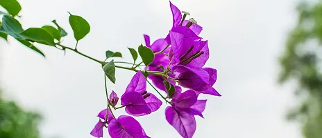 Baishnab Bougainvillea Plant bougainvillea plantaxz0.1.0-thumb1