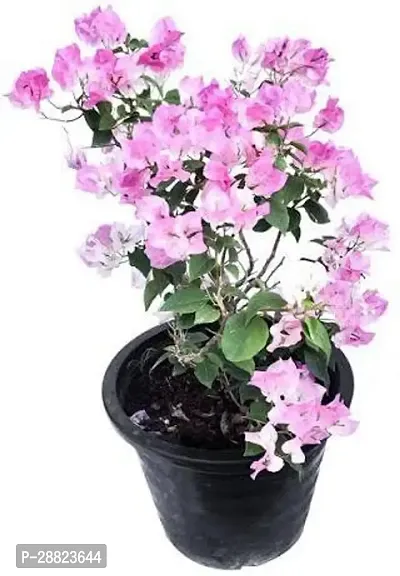 Baishnab  r111 Bougainvillea Plant