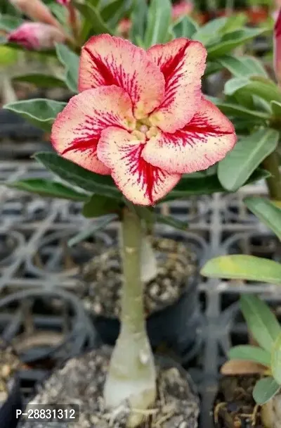 Baishnab  AdeniumHybrid PlantGrafted0386 Adenium-thumb0