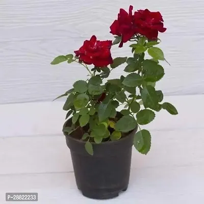 Baishnab  PLT152 Rose Plant-thumb0