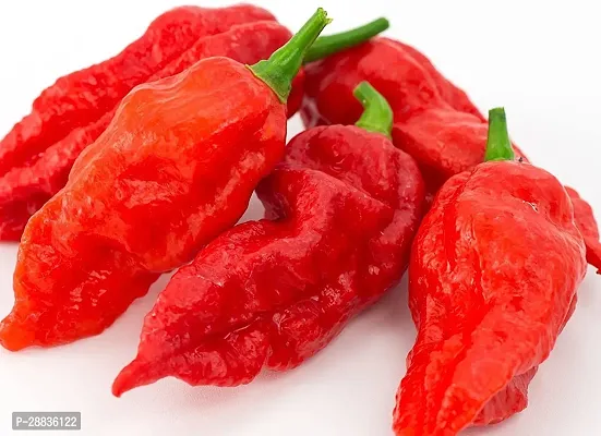 Baishnab CHILOI SED 760 PS HJJKChilli F1 Hybrid Heirloom Seeds Mirch Seeds Beej FC2146760PIECE-thumb0