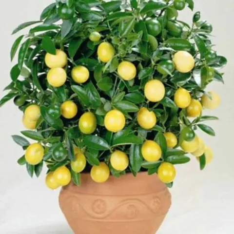 Hot Selling Plant & Planters 