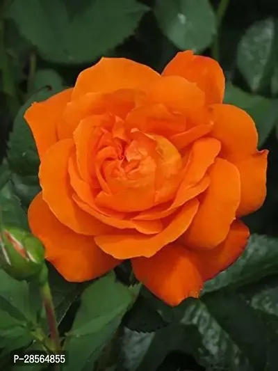 Baishnab Rose Plant Orange rose plant-thumb0