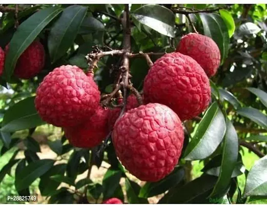 Baishnab  LITCH LXX11 Litchi Plant