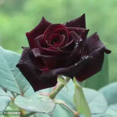 Baishnab  Hybrid  Live Rose PlantCF3 Rose Plant-thumb0