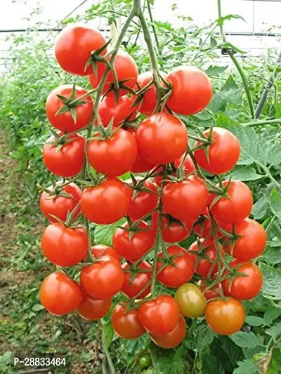 Baishnab tomato  seed 1000 ps clopItalian Roma Tomato Seeds1000PIECE-thumb0