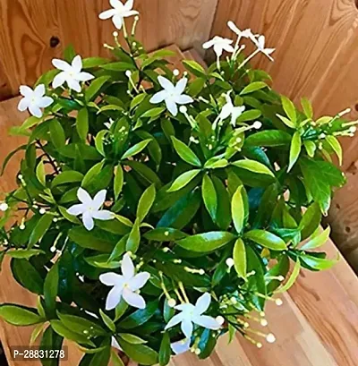 Baishnab  Jasmine Flower Plant 03 Jasmine Plant-thumb0