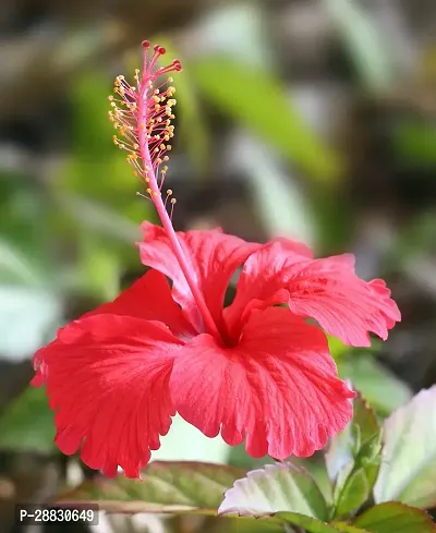 Baishnab  Arlo hibiscus plant Hibiscus Plant-thumb0