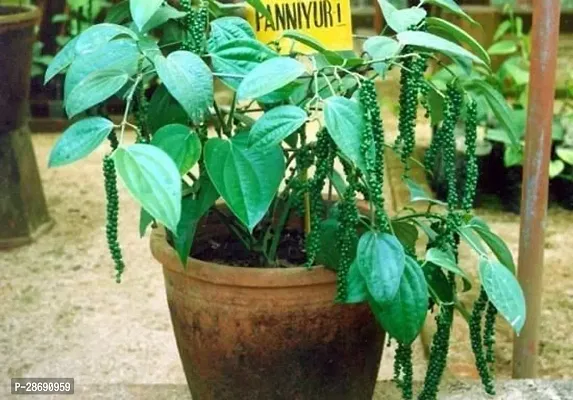 Baishnab Black Pepper Plant pepper plant 7881-thumb0