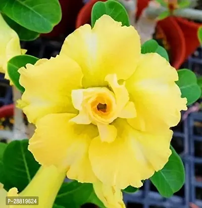 Baishnab  Adenium Desert Rose Adenium Plant