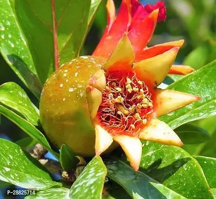 Baishnab  Pomegranate Plant Live Plant CF598112 P