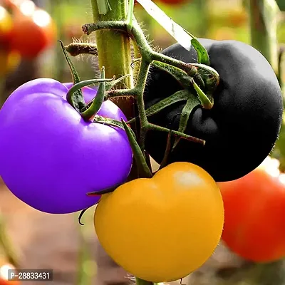 Baishnab tomato seed 100 ps nj Hybrid Rainbow Tomato Seeds100PIECE