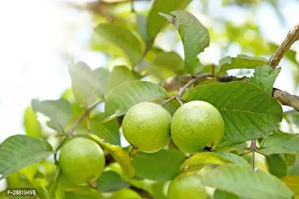 Baishnab  IGU01 Guava Plant-thumb0