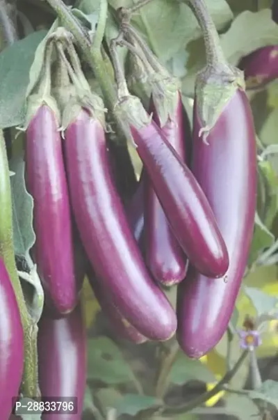 Baishnab Brinjal seeds 100 per packet   Hybrid Brinjal Seeds Purple long100PIECE