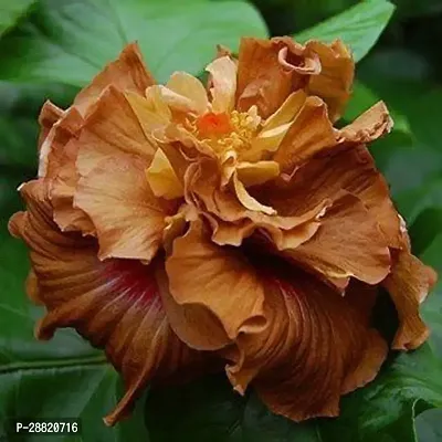 Baishnab  higg01 Hibiscus Plant