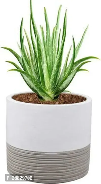 Baishnab  Aloe Vera Live Plan CF40 Aloe Vera Plan