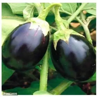 Baishnab Brinjal seed zq 10psDark Blue Brinjal Seeds10PIECE-thumb0