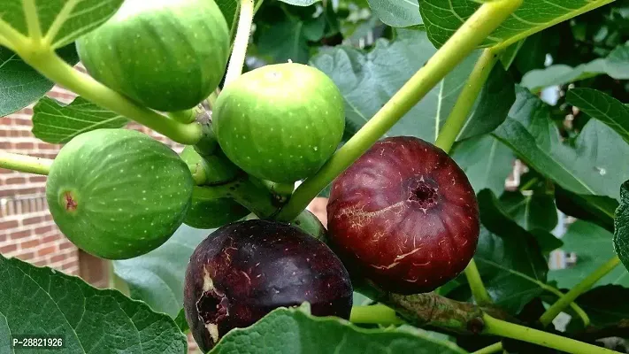 Baishnab  AnjeerModelPoonaplant Ficus Plant-thumb0