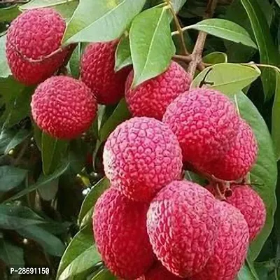 Baishnab Litchi Plant Litchi PlantHybrid And Grafted Plant FMN6316-thumb0