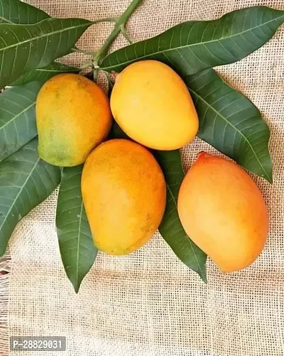 Baishnab  Alphonso Mango Live Grafted Plant A12 Ma