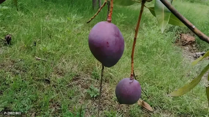 Baishnab  myyu01 Mango Plant