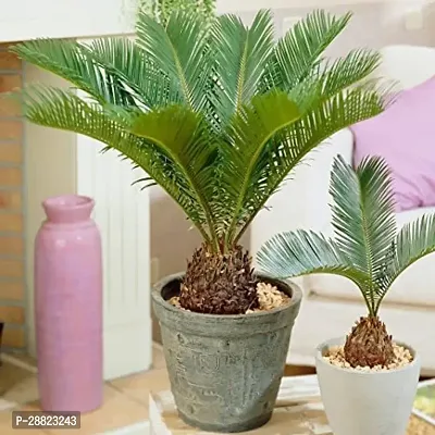 Baishnab  Cycas palm plant CFO490 Cycus Revoluta-thumb0