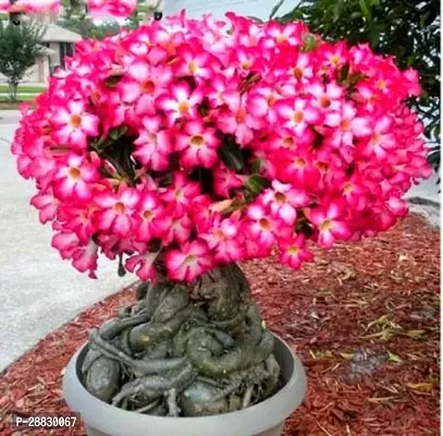 Baishnab  New Varity Adenium Plant AC009 Adenium Pl-thumb0