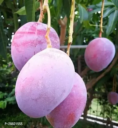 Baishnab  Japanese mango plant Mango Plant-thumb0