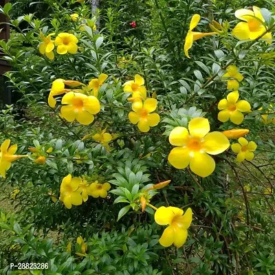 Baishnab  AllamandaModel nameGolden trumpetplant