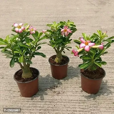 Baishnab  Air Layered Adenium Desert Roses Red  W-thumb0