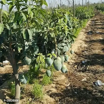 Baishnab  MANGO PLANT 09 Mango Plant