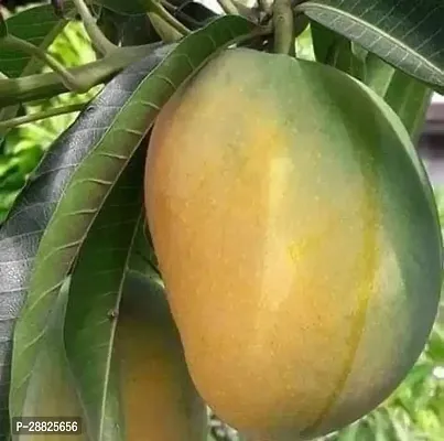 Baishnab  japanese all time mango Mango Plant-thumb0