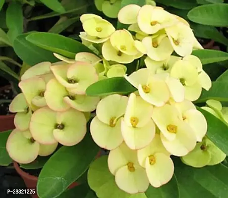 Baishnab  Euphorbia Mili Flower  white  Euphorbia