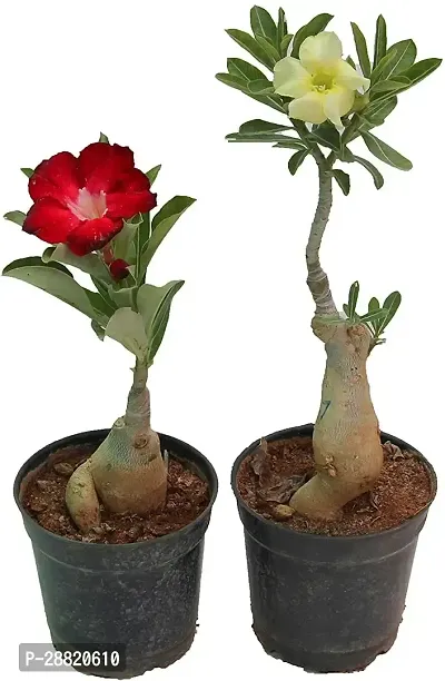 Baishnab  RedYellow Adenium Plant Adenium Plant-thumb0