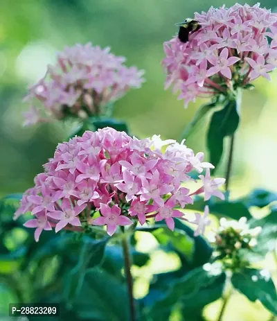 Baishnab  pentas plant Trothic IxoraChethi Plant