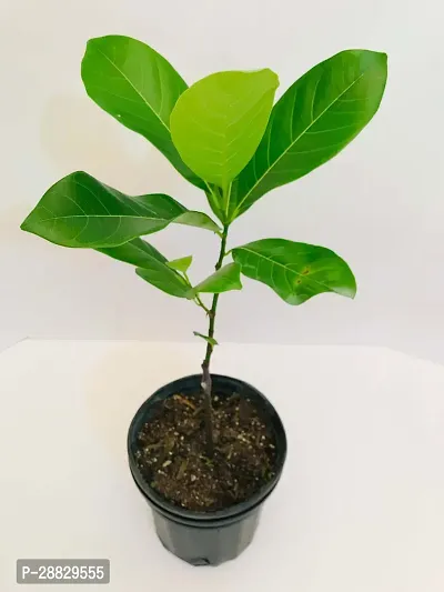 Baishnab  JackfruitKathal Live Plant CF00511 Jac