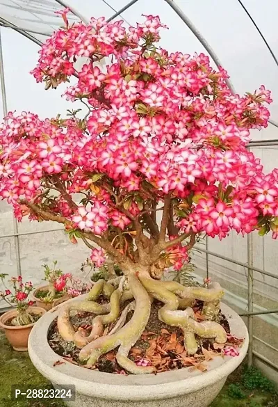 Baishnab  32s01 Adenium Plant