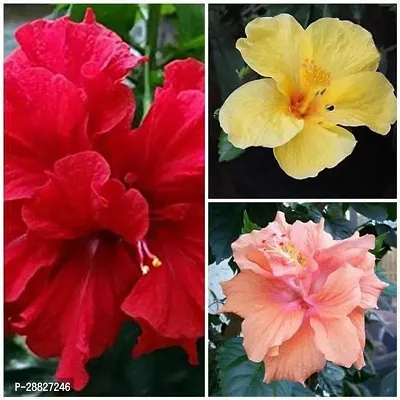 Baishnab  Hibiscus Pack of 3  Plant Acanthocerou