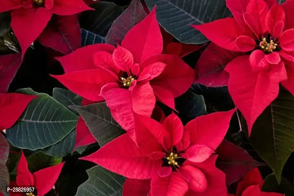 Baishnab  Red Rare Poinsettia Live PlantV5 Poins-thumb0