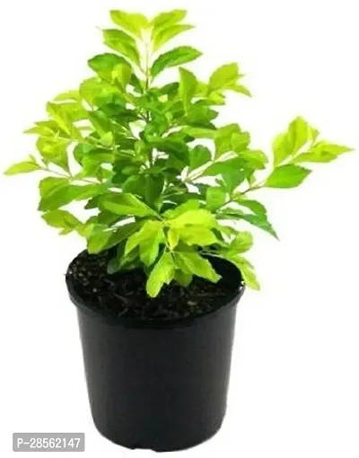 Baishnab Duranta Plant golden_duranta-thumb0