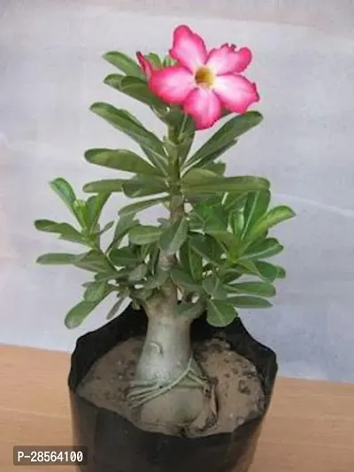 Baishnab Adenium Plant Adeniu obesum-thumb0