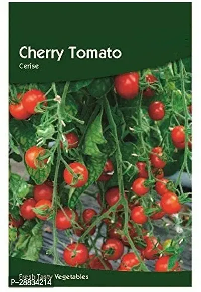 Baishnab tomato seed 500 ps dqw Cherry Tomato Seeds500PIECE-thumb0