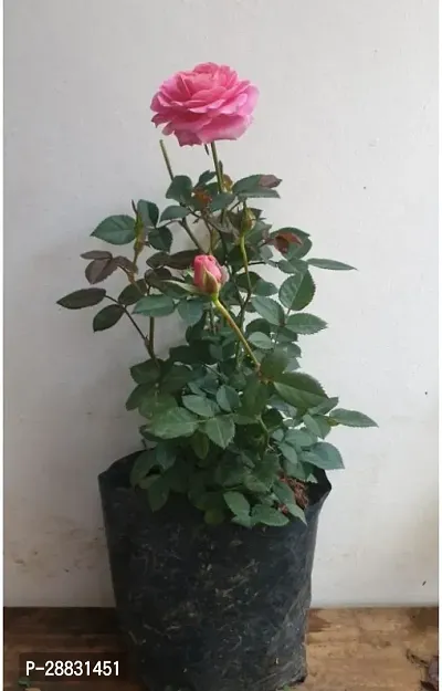 Baishnab  PinkRosePlant01 Rose Plant-thumb0