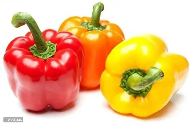 Baishnab cap sicum seed 200 ps frIND 36   BEST QUALITY HYBRID HIGH PRODUCTION F1 CAPSICUM MIX SEED OF CAPSICUM HIGH IN TASTE   SHIMLA MIRCH PACK OF 200 SEEDS 100 percent GERMINATION IMPORTED SEED PACK OF 150 SEEDS200PIECE-thumb0