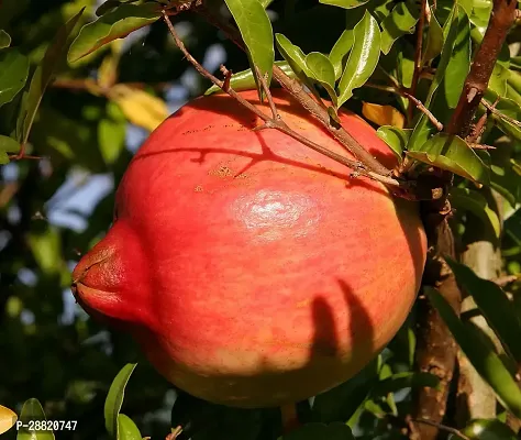 Baishnab  uiopp01 Pomegranate Plant-thumb0