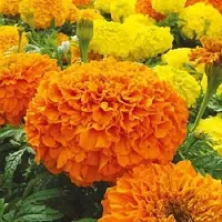 Baishnab Marigold 75ps seed mc ygA mari gold orange16475PIECE-thumb2