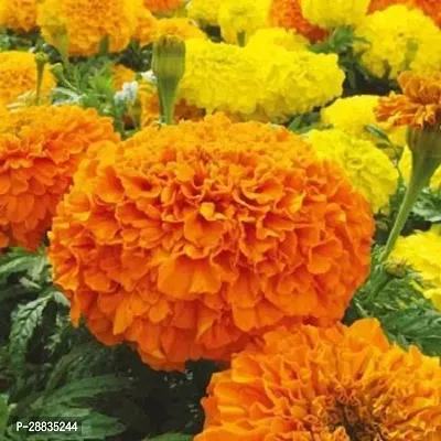 Baishnab Marigold 75ps seed mc ygA mari gold orange16475PIECE-thumb3