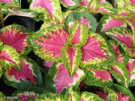 Baishnab  Green Pink Coleus Ornamental Plant With P-thumb0